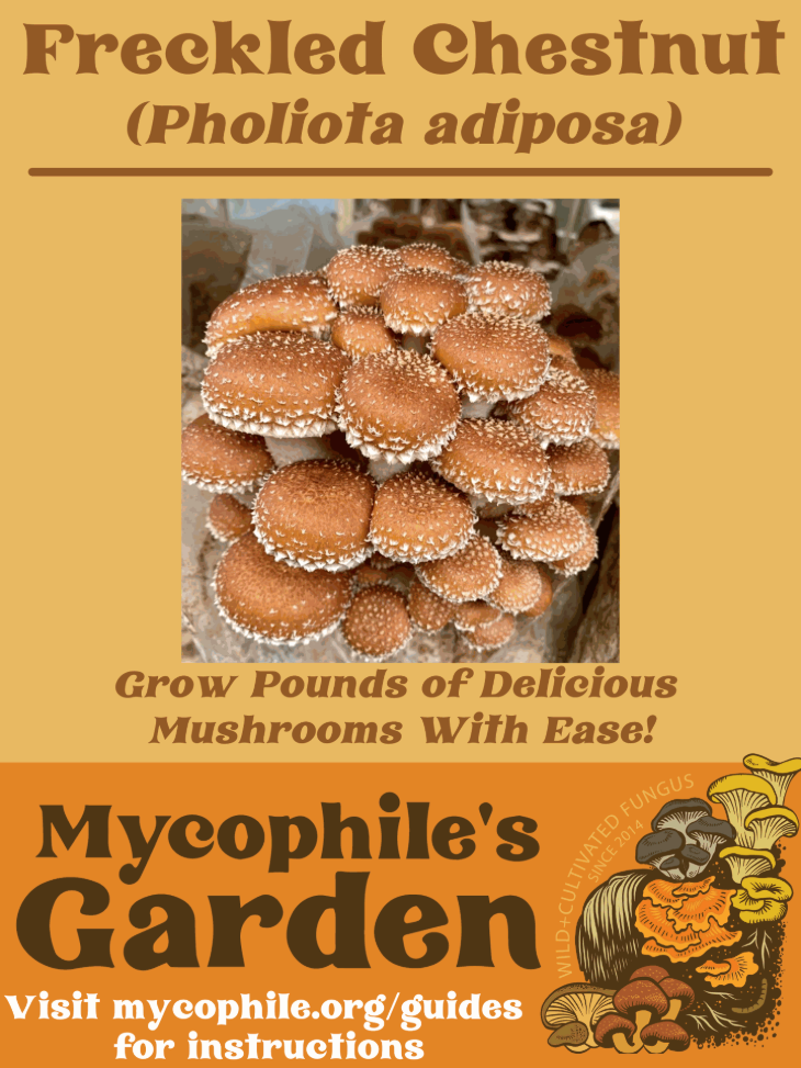 Grow Kit - Chestnut Mushrooms