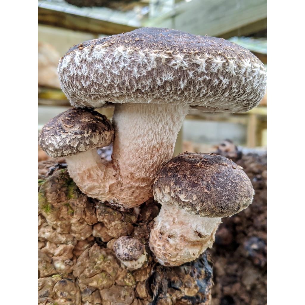 Large Heirloom Shiitake