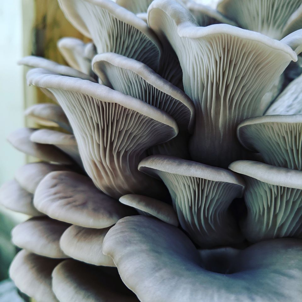 Michigan Oyster Mushroom