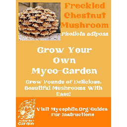 Grow Kit - Chestnut Mushrooms