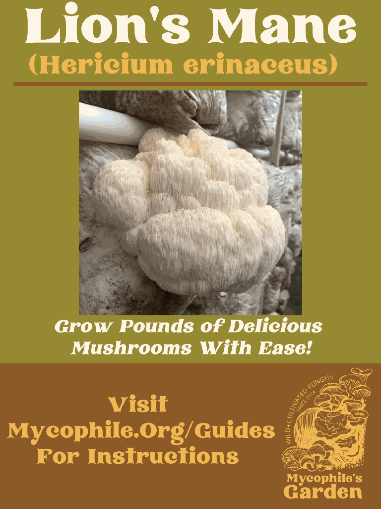Grow Kit - Lion's Mane Mushroom