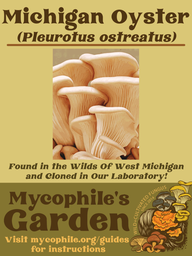 Grow Kit - Michigan Oyster Mushroom