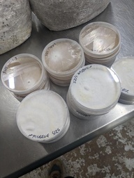 Culture - Nico Lion's Mane